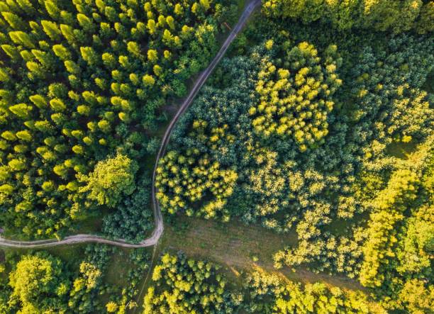 istock Aerial landscape with forest in sunset light 1127395337