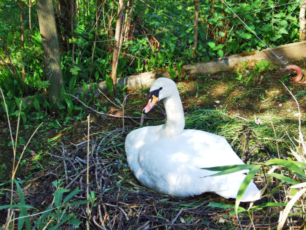 istock White swan sitting in a nest with eggs (Canton St. Gallen, Switzerland) 1127395711