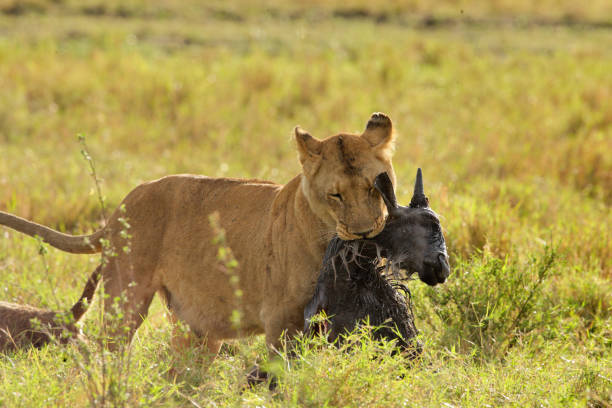 istock Female Lion with prey 1127396704