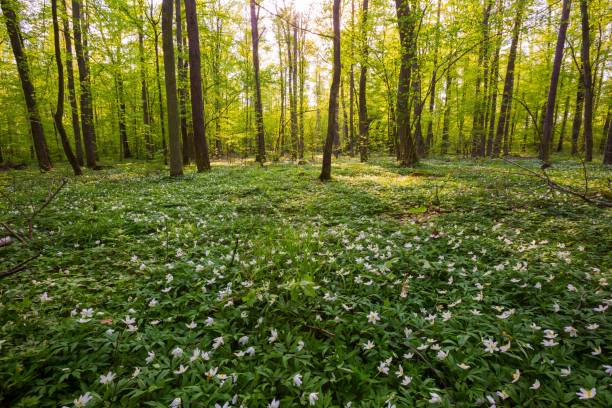 istock Spring forest landscape with blooming white anemones 1127398449