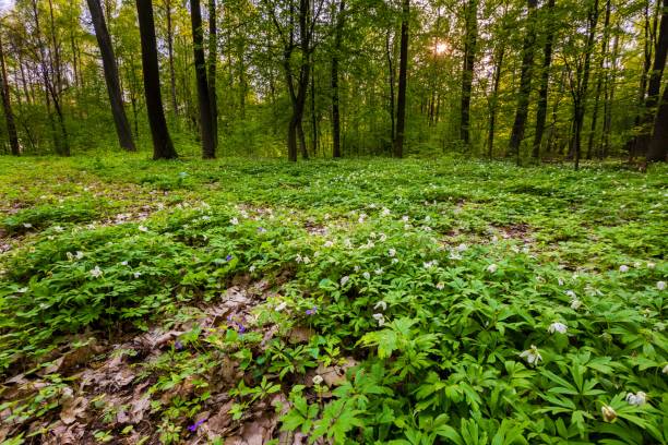 istock Spring forest landscape with white anemones blooming 1127398500