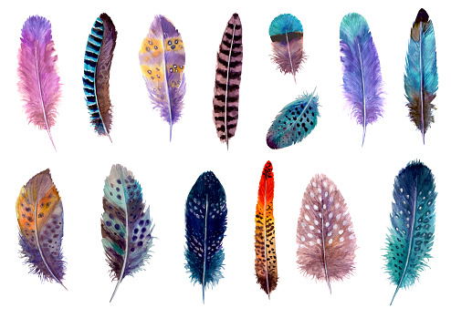 Watercolor feathers set isolated on white. Hand drawn watercolour bird feather vibrant boho style bright illustration. Print design for t-shirts, invitation, wedding card.