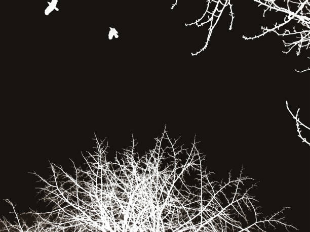 istock Background image of white birds on a black background. 1127399957