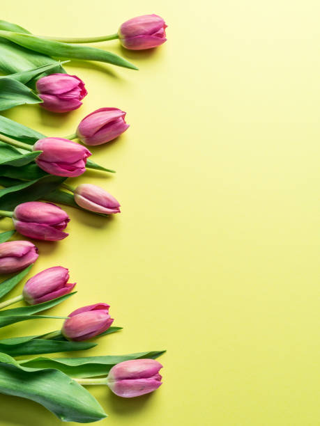 istock Delicate fresh tulips on yellow background. 1127400493