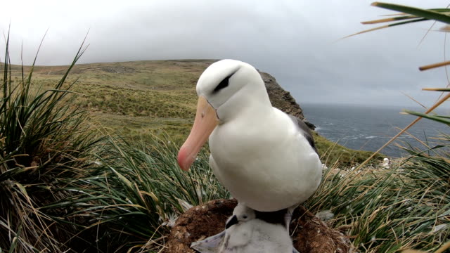 Albatross With Young