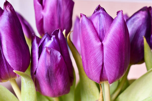 istock Beautiful purple tulips close up 1127401184