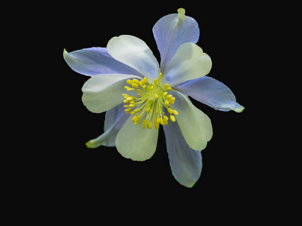 Single columbine flower, Colorado state flower stock photo