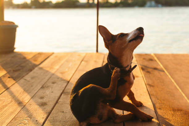 夏の日に傷の犬 - dog illness humor pets ストックフォトと画像