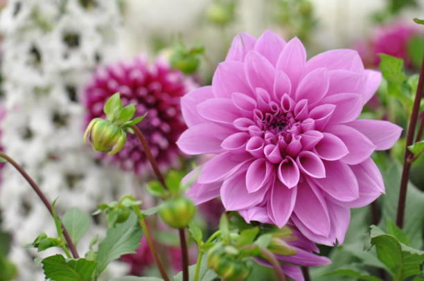 fiore di dahlia - flower single flower macro focus on foreground foto e immagini stock