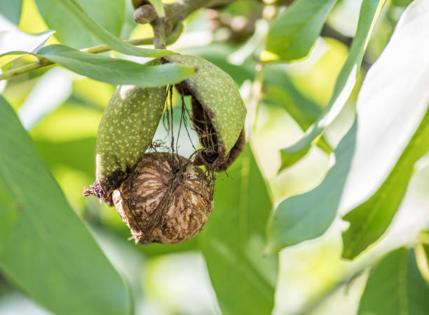 noyer sur la branche de l’arbre de la noix se situe hors de la coquille. - walnut tree walnut nut branch photos et images de collection