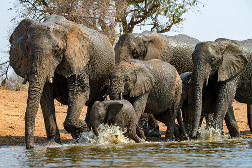 Part of a herd of Elephants arrive at their watering hole in the Madikwe Game Reserve of South Africa