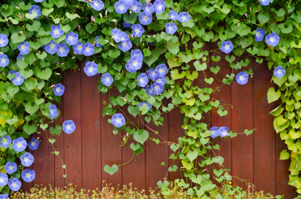 istock Creeper plant on the wooden fence 1127402839