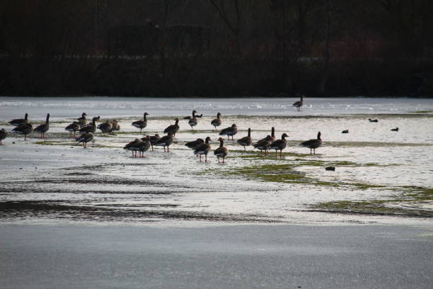 istock Winter on the German river in Lower Saxony 1127405585