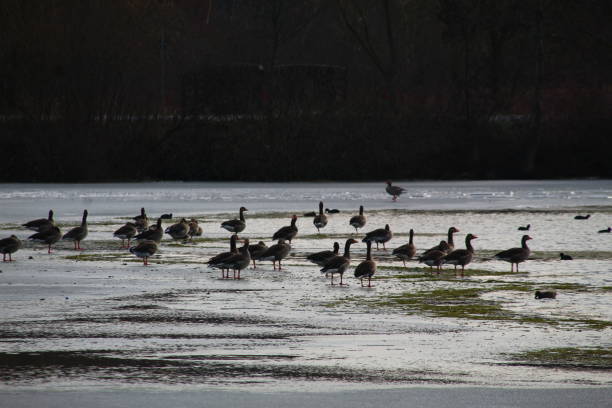 istock Winter on the German river in Lower Saxony 1127405615