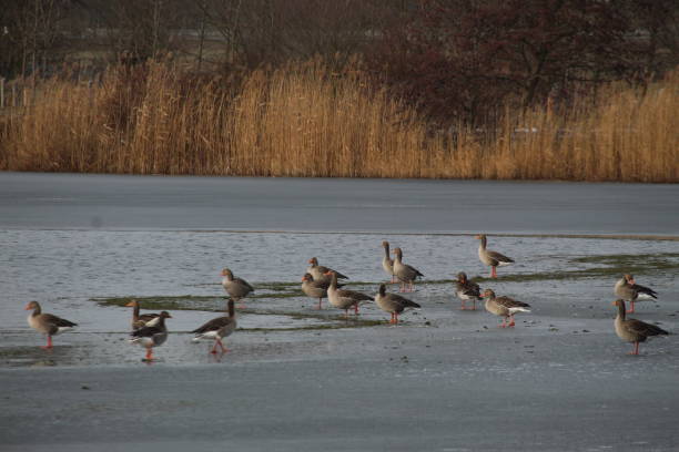 istock Winter on the German river in Lower Saxony 1127405618