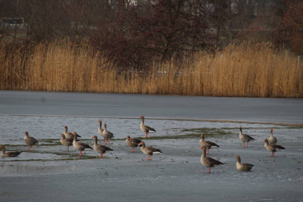 istock Winter on the German river in Lower Saxony 1127405623