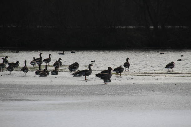 Winter on the German river in Lower Saxony