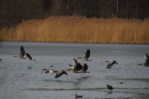Winter on the German river in Lower Saxony