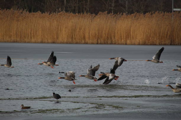 istock Winter on the German river in Lower Saxony 1127405640