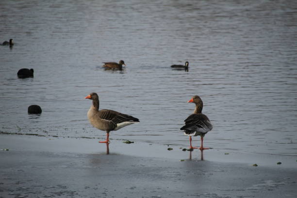 istock Winter on the German river in Lower Saxony 1127405643