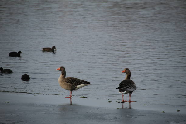 istock Winter on the German river in Lower Saxony 1127405649