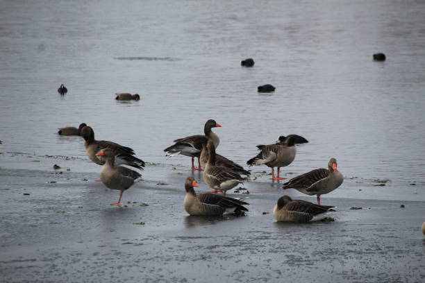 istock Winter on the German river in Lower Saxony 1127405655