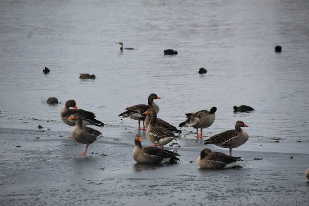 istock Winter on the German river in Lower Saxony 1127405657