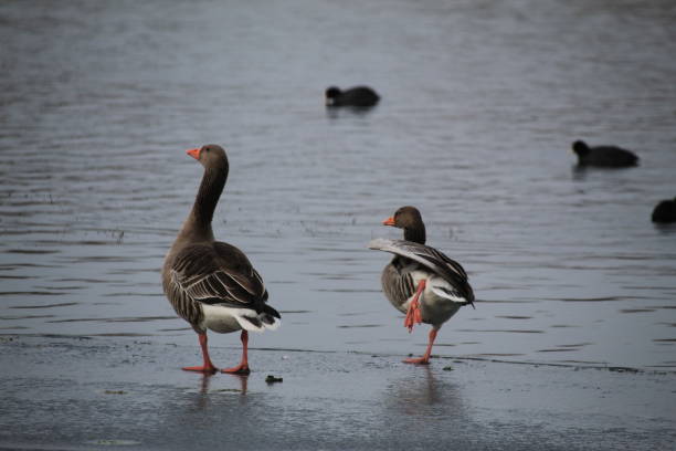 istock Winter on the German river in Lower Saxony 1127405669