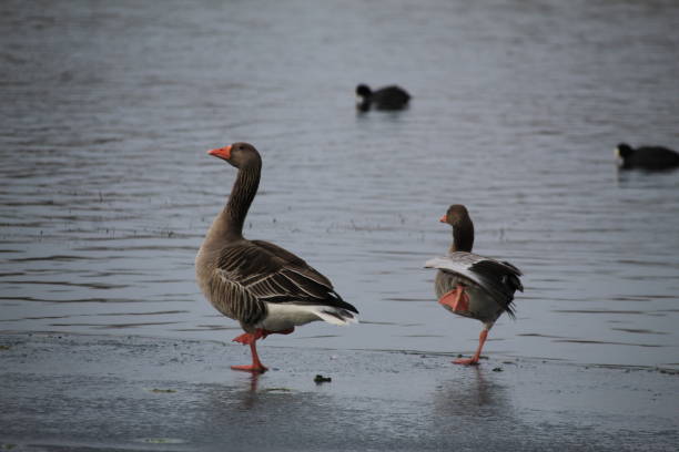 istock Winter on the German river in Lower Saxony 1127405672