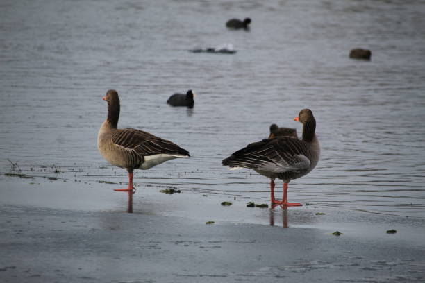 istock Winter on the German river in Lower Saxony 1127405676