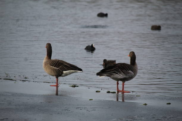 istock Winter on the German river in Lower Saxony 1127405703
