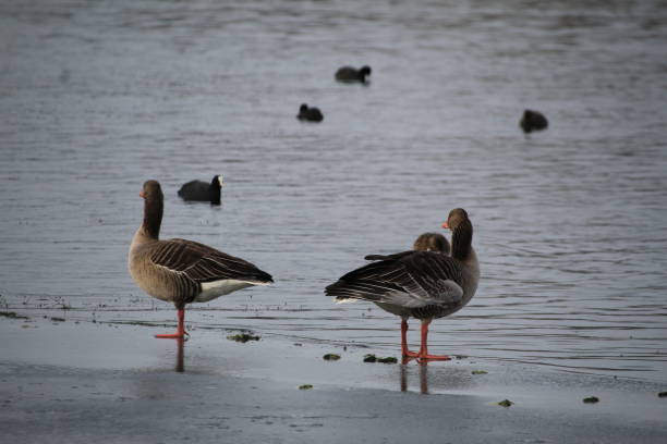 istock Winter on the German river in Lower Saxony 1127405709