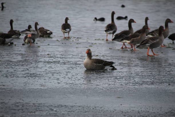 istock Winter on the German river in Lower Saxony 1127405713