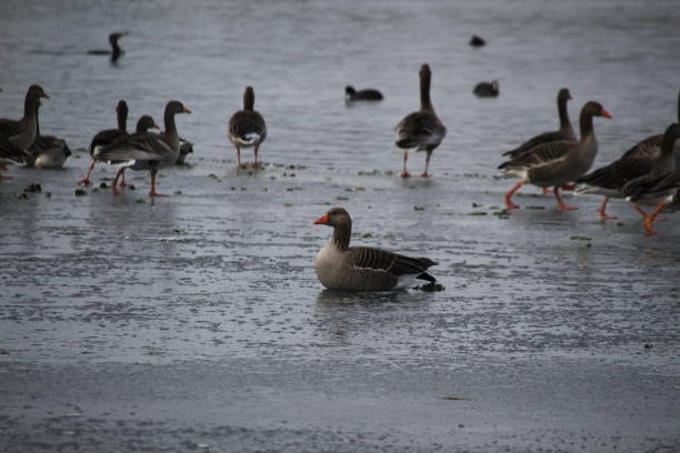 istock Winter on the German river in Lower Saxony 1127405727