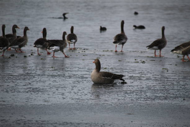 istock Winter on the German river in Lower Saxony 1127405729