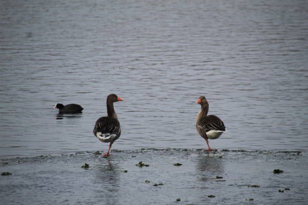 istock Winter on the German river in Lower Saxony 1127405753
