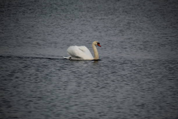 istock Winter on the German river in Lower Saxony 1127405877