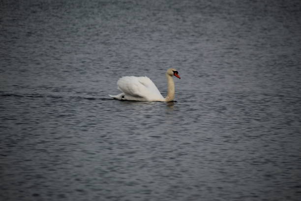 istock Winter on the German river in Lower Saxony 1127405879