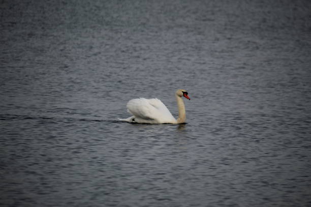 istock Winter on the German river in Lower Saxony 1127405893