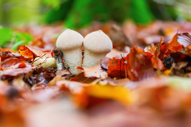 common puffball on the forest floor with autumn leaves