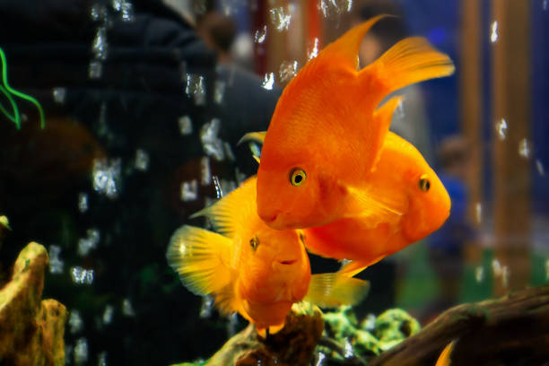 Goldfish swim in a large aquarium with green plants and air bubbles Goldfish swim in a large aquarium with green plants and air bubbles. gold fish tank stock pictures, royalty-free photos & images