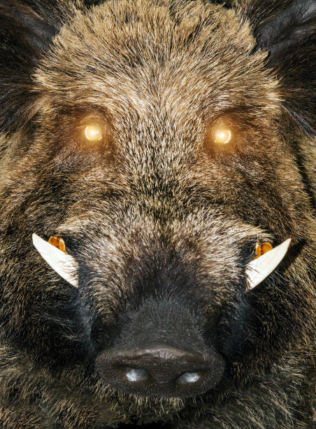 Portrait wild boar with eye devil, Halloween pig animal Sus Scrofa background. Chinese New Year Pig character wild animal.