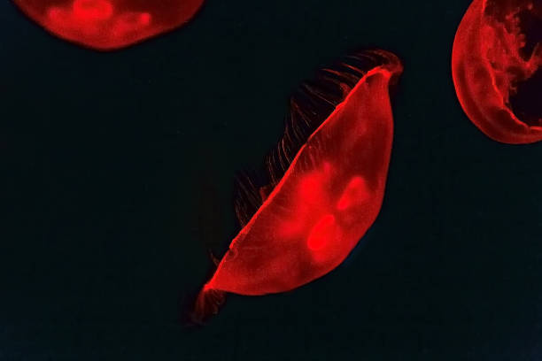 istock Sea jellyfish living coral light effect 1127411566