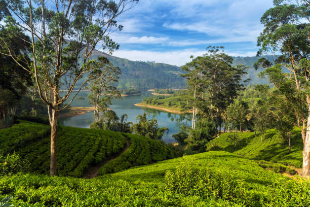 istock Green Tea plantation on the hill, Ceylon, Sri Lanka 1127412205