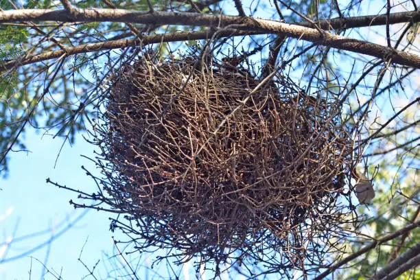 Photo of Witches Broom Tree Growth Close Up