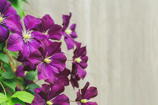 Violet Clematis Flowers in the Garden with copy space, wooden fence background