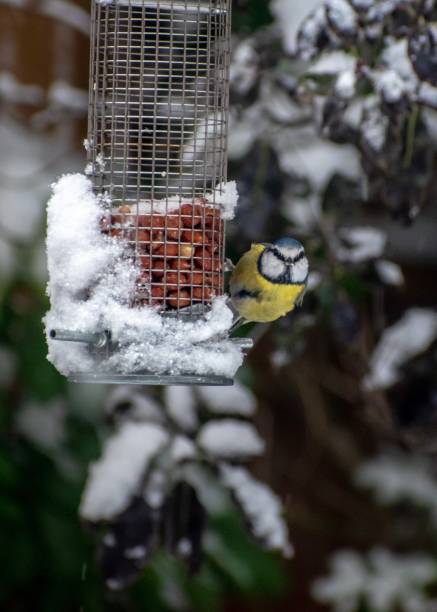 istock Blue tit on peanut bird feeder in the snow. 1127414741