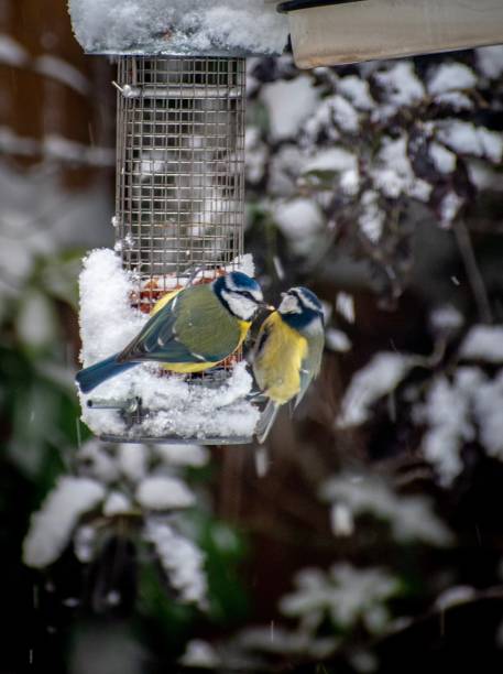 istock Two Blue tits on peanut bird feeder in the snow. 1127415090