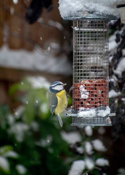 istock Blue tit on peanut bird feeder in the snow. 1127415191