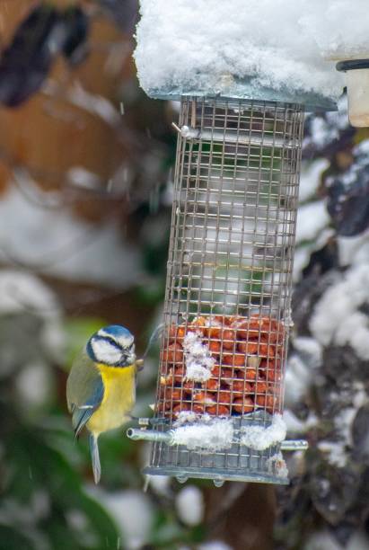 istock Blue tit on peanut bird feeder in the snow. 1127415227